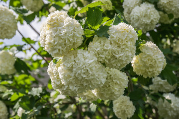 White balls of blooming Viburnum opulus in the garden in Poland on spring.