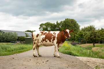 Fototapeta na wymiar Talking cow with mouth open crosses the road, fully in focus, red and white spotted, with collar, integral.