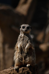 meerkat on guard