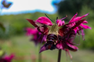 Selective Focus Closeup of Clearwing Hummingbird Moth on Purple Bee Balm (Monarda)