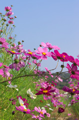 Beautiful cosmos flowers in hotani cosmos village,osaka,japan.