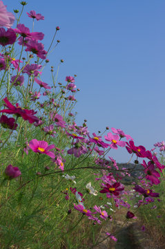 Beautiful cosmos flowers in hotani cosmos village,osaka,japan. © micromagic