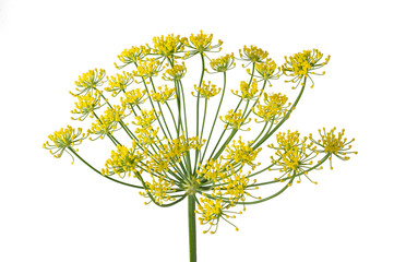 Wild fennel flowers