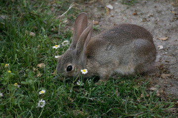 Joven conejo silvestre