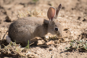 Joven conejo silvestre