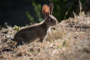 Joven conejo silvestre