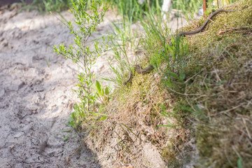 snake in grass