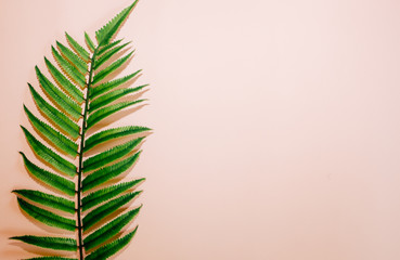 Single leaf of fern on pink background. Top view, copy space.