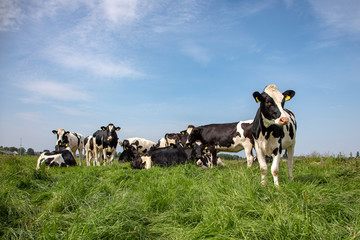 Group of young cows standing and lying in the tall grass of a meadow, one cow maverick, the herd...