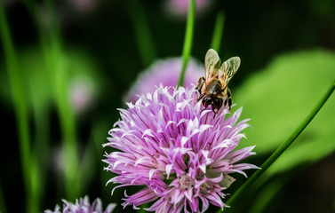 bee on flower