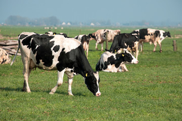 Fototapeta premium Grazing black and white Friesian Holstein cow amid a herd of cows in a green pasture on a rainy morning.