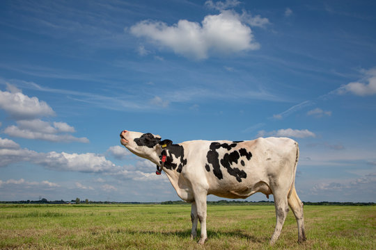 Wailing black and white cow, does moo, friesian holstein, standing in a pasture under a blue sky and a faraway straight horizon.