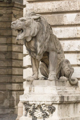 Fototapeta na wymiar Lion statue. Stone monument. Monument near the castle. Medieval architecture. Historical heritage. Lions of Budapest. Travel to Hungary. European monuments to animals. Muzzle of a lion.