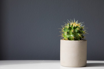 Small cactus on a gray background