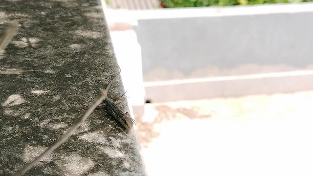 Eidechse in der freien Natur auf Sizilien