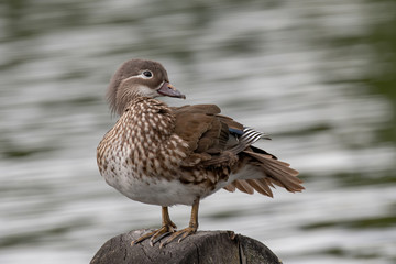 Portrait of Duck. Close up female mandarin duck (Aix galericulata)