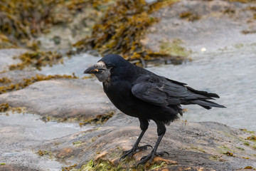 Rook - Corvus frugilegus on rock by water.Wildlife photo