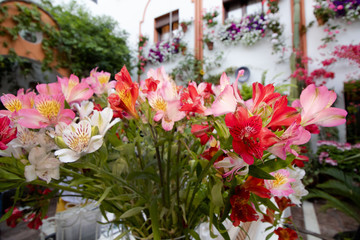 Fototapeta na wymiar Flower decoration of patios in Cordoba, Andalusia, Spain - Patio Fest