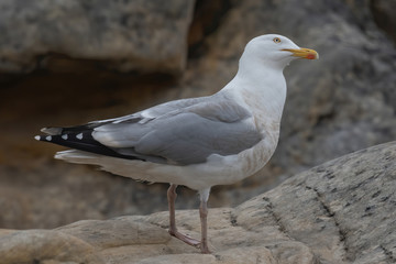 Close up view of European herring gull (Larus argentatus).