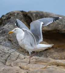 Close up view of European herring gull (Larus argentatus).