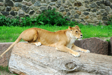 A portrait of a lioness