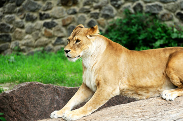 Fototapeta na wymiar A portrait of a lioness