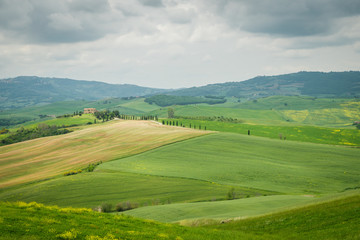Fototapeta na wymiar Poppies in a field in Tuscany, Italy