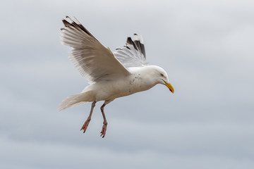 European herring gull (Larus argentatus) in flight against sky background