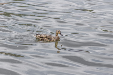 Waterfowl in the pond. Gray duck in natural conditions. Contact Zoo. The subject of the study of...