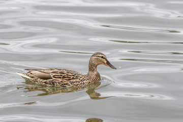 Waterfowl in the pond. Gray duck in natural conditions. Contact Zoo. The subject of the study of...