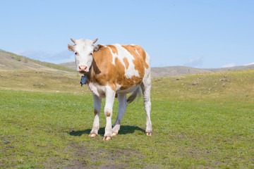 Fototapeta na wymiar Beautiful young cow with a bell at the neck. Cattle on pasture