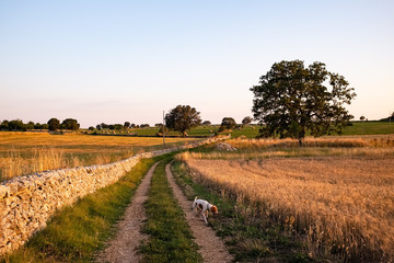 Fototapeta na wymiar Amazing sunset over countryside with dog. Apulia region, Italy