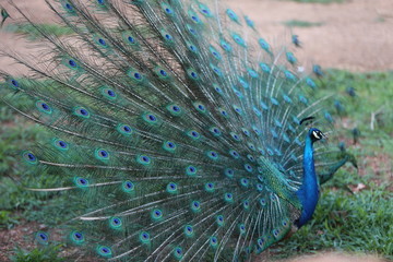Pfau