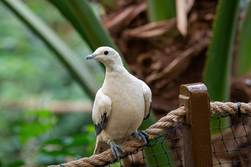 Pied Imperial Pigeon (Ducula bicolor) bird catch on the tree