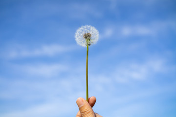 Dandelion, the flower of hope in the blue sky in the bright morning