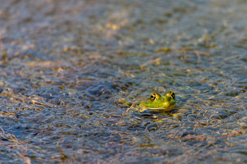 Marsh Frog in the water - Pelophylax ridibundus