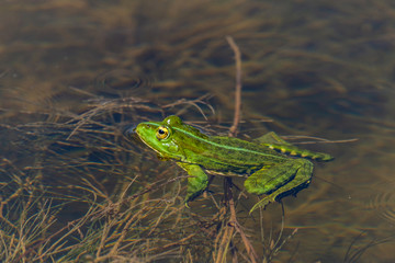 Marsh Frog in the water - Pelophylax ridibundus