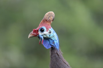 Vogelwelt Südafrika's