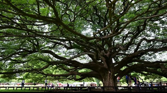 Giant Monkey Pod Tree green leaves and tree branches, Kanjanaburi, Thailand.