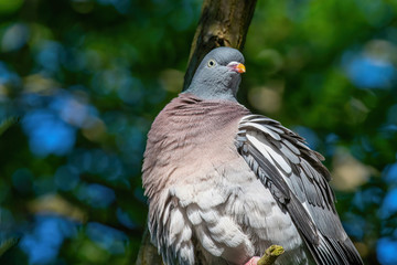 Common Wood Pigeon(Columba palumbus) on tree branch