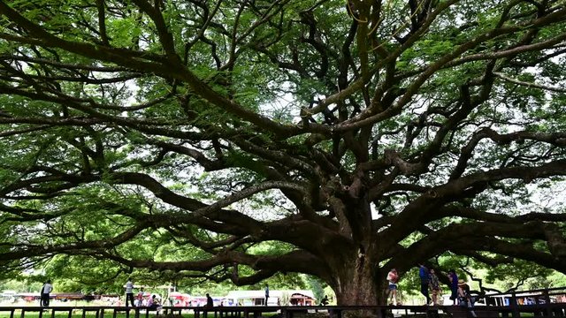 Giant Monkey Pod Tree green leaves and tree branches, Kanjanaburi, Thailand.