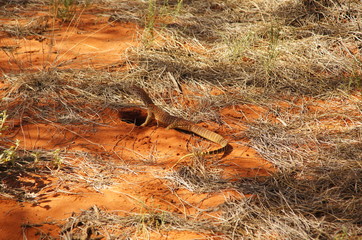 desert lizard