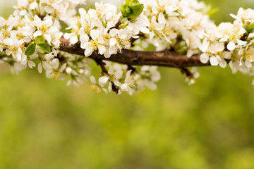 Beautiful apple tree branch with sun Beautiful Apple tree branch with the Sun on a green background, close-up