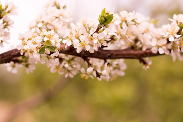 Beautiful apple tree branch with sun Beautiful Apple tree branch with the Sun on a green background, close-up