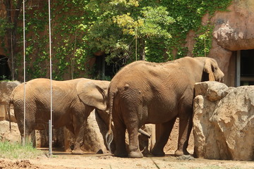 Fototapeta premium 八木山動物園