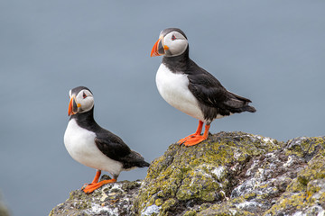 Atlantic Puffin (Fratercula arctica), on cliff’s edge at Isle of May, Scotland.