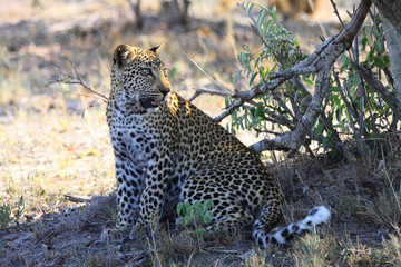 un epanthère ou léopard assis dans la savane en Afrique du sud