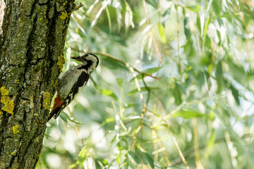 Close up Syrian woodpecker or Dendrocopos syriacus on tree next to its hole.
