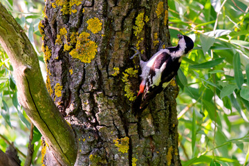 Close up Syrian woodpecker or Dendrocopos syriacus on tree next to its hole.