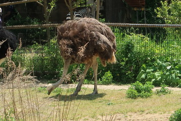 八木山動物園